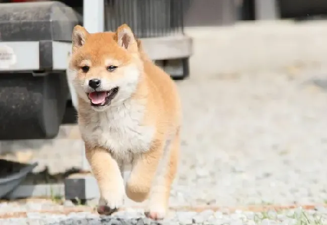 柴犬屁股掉毛严重 有哪些原因导致柴犬屁股掉毛严重 | 柴犬