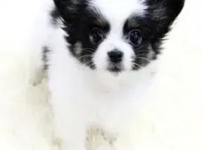 蝴蝶犬|爱干净的蝴蝶犬为何会吃便便呢