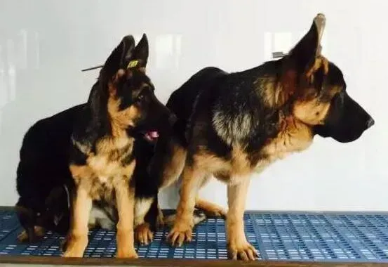 德国牧羊犬|德国牧羊犬患上角膜炎，眼眶红肿怎么办