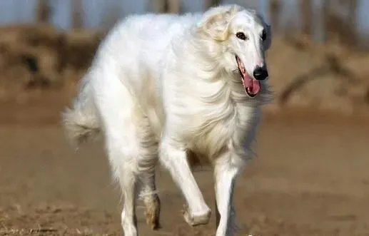 苏俄猎狼犬家养 家养苏俄猎狼犬喂食注意要点 | 苏俄猎狼犬