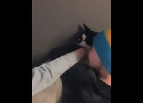 最棒的新年礼物！失而复得被通知已死亡的爱猫