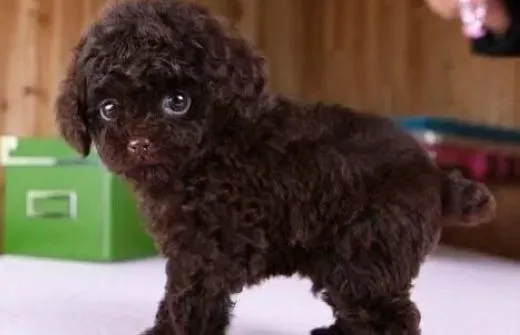 泰迪犬|饲主带泰迪犬散步要注意的事项有哪些