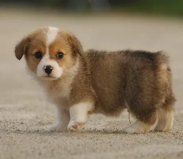 柯基犬|柯基犬摄入过量的维c会引起消化不良吗