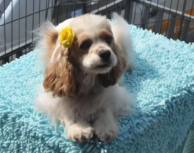 可卡犬|一个月的可卡犬如何学会文明如厕