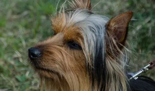 丝毛梗世界犬种排第几 耐热程度可以排第一 | 丝毛梗