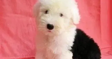 古代牧羊犬|运动零担忧 避免古代牧羊犬运动伤害的心得