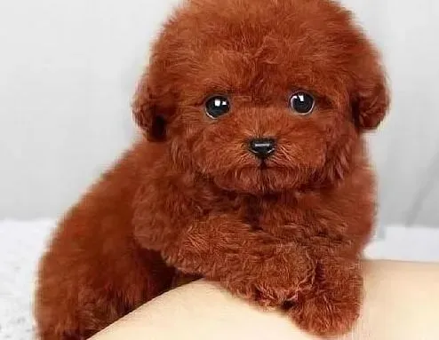 泰迪犬|摆脱跳蚤 让泰迪犬远离体外寄生虫的方法