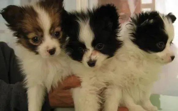 蝴蝶犬|蝴蝶犬出现挑食毛病应该如何处理