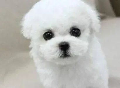 比熊犬|如何训练比熊犬 训练也是一门艺术
