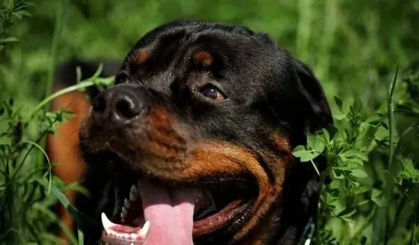 罗威纳犬寿命有多长 平均寿命应该在9到11年 | 罗威纳犬