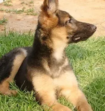 德国牧羊犬|如何让德国牧羊犬的耳部健康更优秀