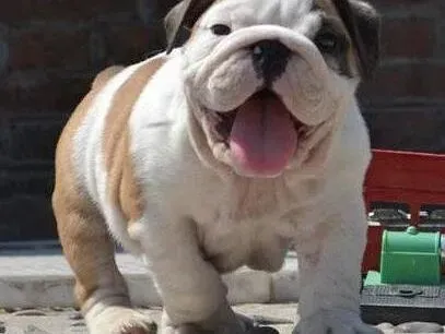 英国斗牛犬|斗牛犬呼吸过于急促的原因