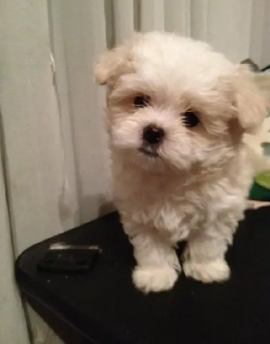 马尔济斯|自制美食 教你为马尔济斯犬做牛肉丸子
