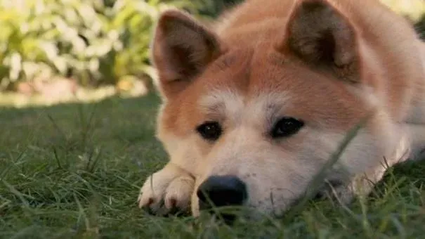 秋田犬|秋田犬皮肤病原因及预防