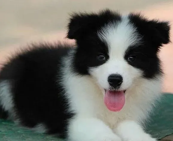 边境牧羊犬|边境牧羊犬是否可以经常喝牛奶