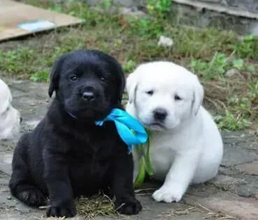 拉布拉多|雪山和澳洲贵族哪个犬粮对拉布拉多犬更好
