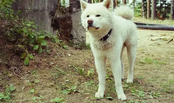 秋田犬|科学训狗三注意 怎样训练秋田犬效果最好