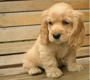 可卡犬|训练专家教你如何利用飞盘训练可卡犬