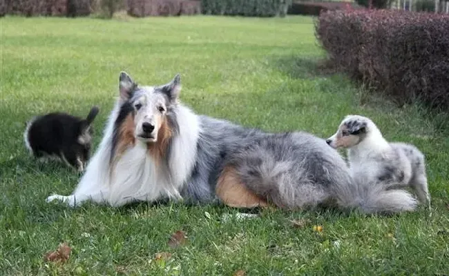 苏格兰牧羊犬|苏格兰牧羊犬昨天吐虫子了需要驱虫吗