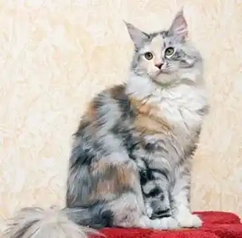 猫喜欢在哪里睡觉 喜欢舒服暖和的地方 | 猫