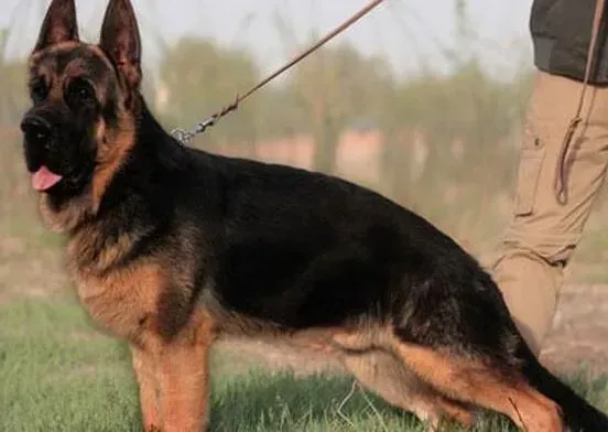 德国牧羊犬|如何正确纠正德国牧羊犬扑人的习惯