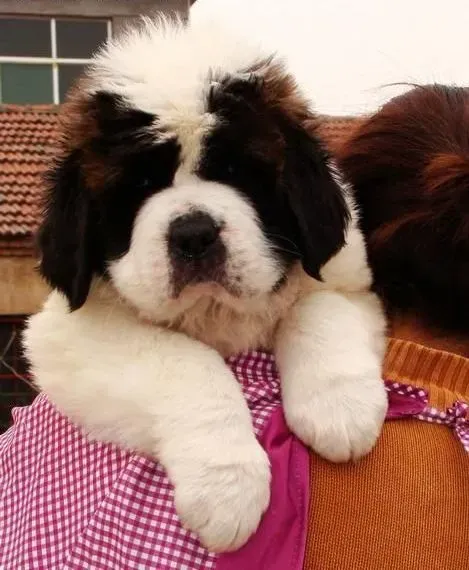 圣伯纳犬|圣伯纳犬洗澡与日常饮食的管理方法