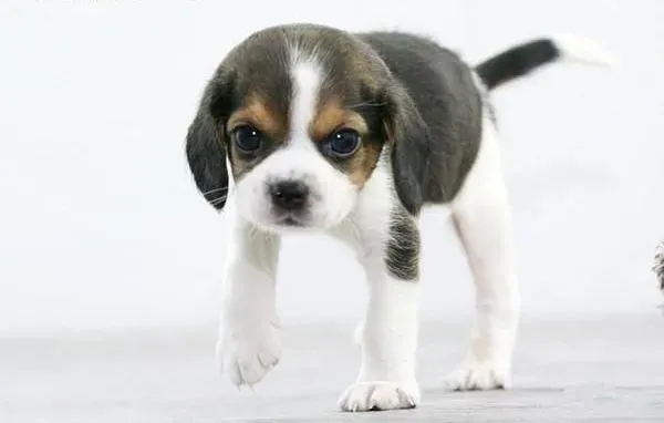 比格犬|生产后的比格犬要怎样的护理