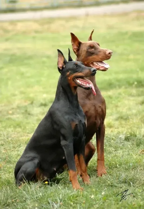 杜宾犬|了解杜宾犬传染性肠炎有效的防治方法