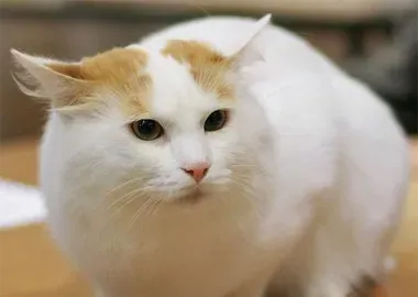 土耳其梵猫的养护常识 做好毛发护理 | 土耳其梵猫