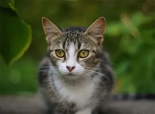 猫咪厌食怎么办 大部分猫经治疗可恢复胃口 | 猫咪厌食