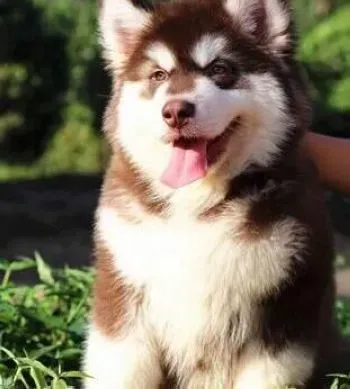 阿拉斯加犬|详解给阿拉斯加雪橇犬洗澡的具体步骤和注意事项