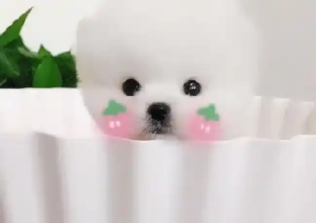 博美犬|我家两个月的博美犬为什么拉屎很臭