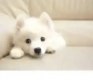 银狐犬|我们的银狐犬在冬季也需要进补吗