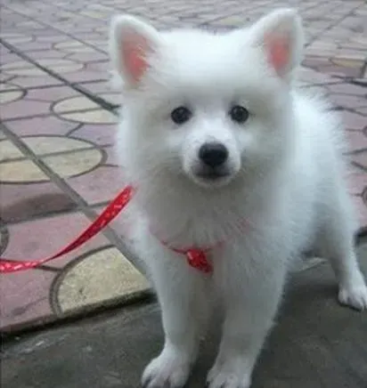 银狐犬|银狐犬今早口吐白沫身体僵硬怎么回事