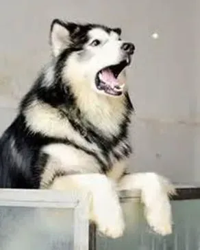 阿拉斯加犬|饲养方法对与错 饲养阿拉斯加犬哪些该做哪些不该做