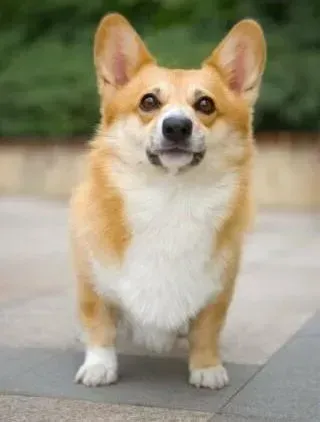 柯基犬|了解肥胖给柯基犬带来的危害