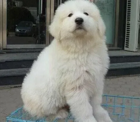 大白熊犬|如何让大白熊犬的内心世界无比美好