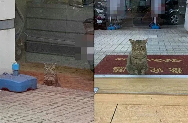 浪浪臭脸坐门口堵人讨罐 小V脸逐渐变成馒头脸 | 猫