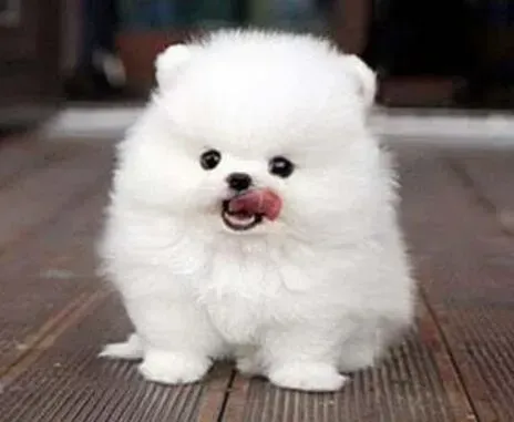 博美犬|博美犬放屁是怎么回事