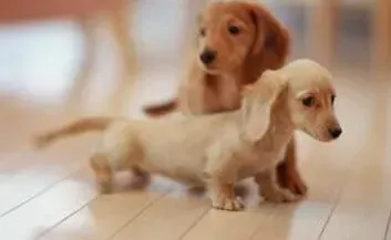 腊肠犬|如何帮助腊肠犬巧妙的度过严冬