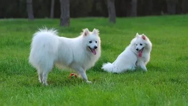 银狐犬|春季银狐犬掉毛怎么办 清理银狐犬掉毛的方法