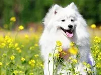 银狐犬|银狐犬情绪不好，晚上乱叫如何是好