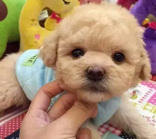 泰迪犬|我家泰迪犬吃骨头后总吐怎么办