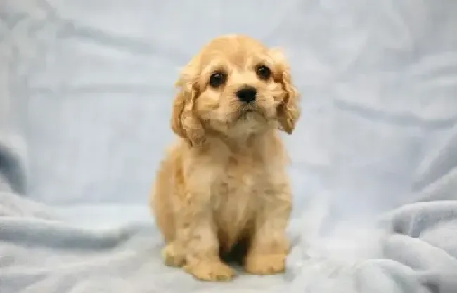 可卡犬|可卡幼犬在家里为什么喜欢在角落趴着