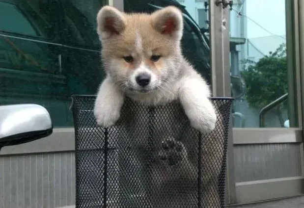 秋田犬|日常生活中秋田犬美容护理有哪些方法