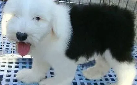 古代牧羊犬|怎样为古代牧羊犬狗宝宝选择寄养机构
