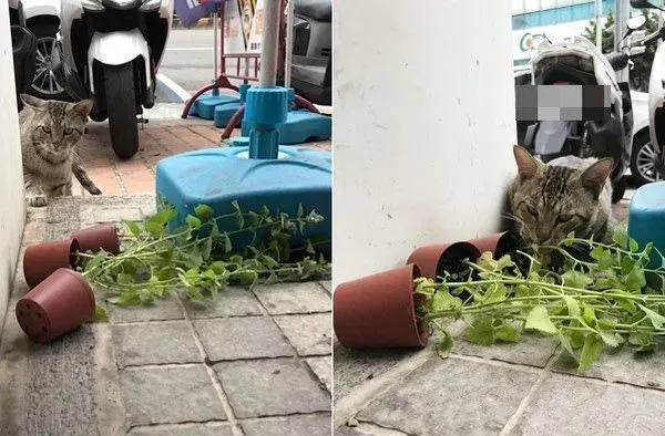 浪浪臭脸坐门口堵人讨罐 小V脸逐渐变成馒头脸 | 猫