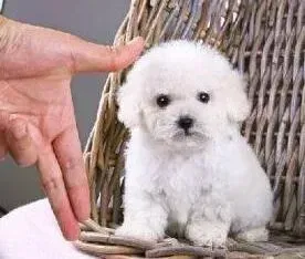 比熊犬|比熊犬现在不吃东西，拉稀没精神怎么办