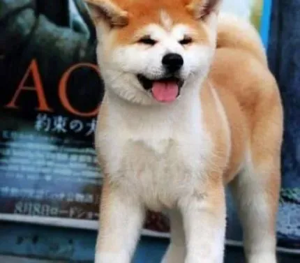 秋田犬|秋田犬得了皮肤病时简单的护理方法