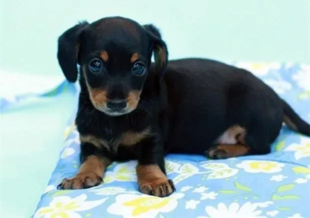 腊肠犬|医疗宝典 生病期间的腊肠犬如何快速康复